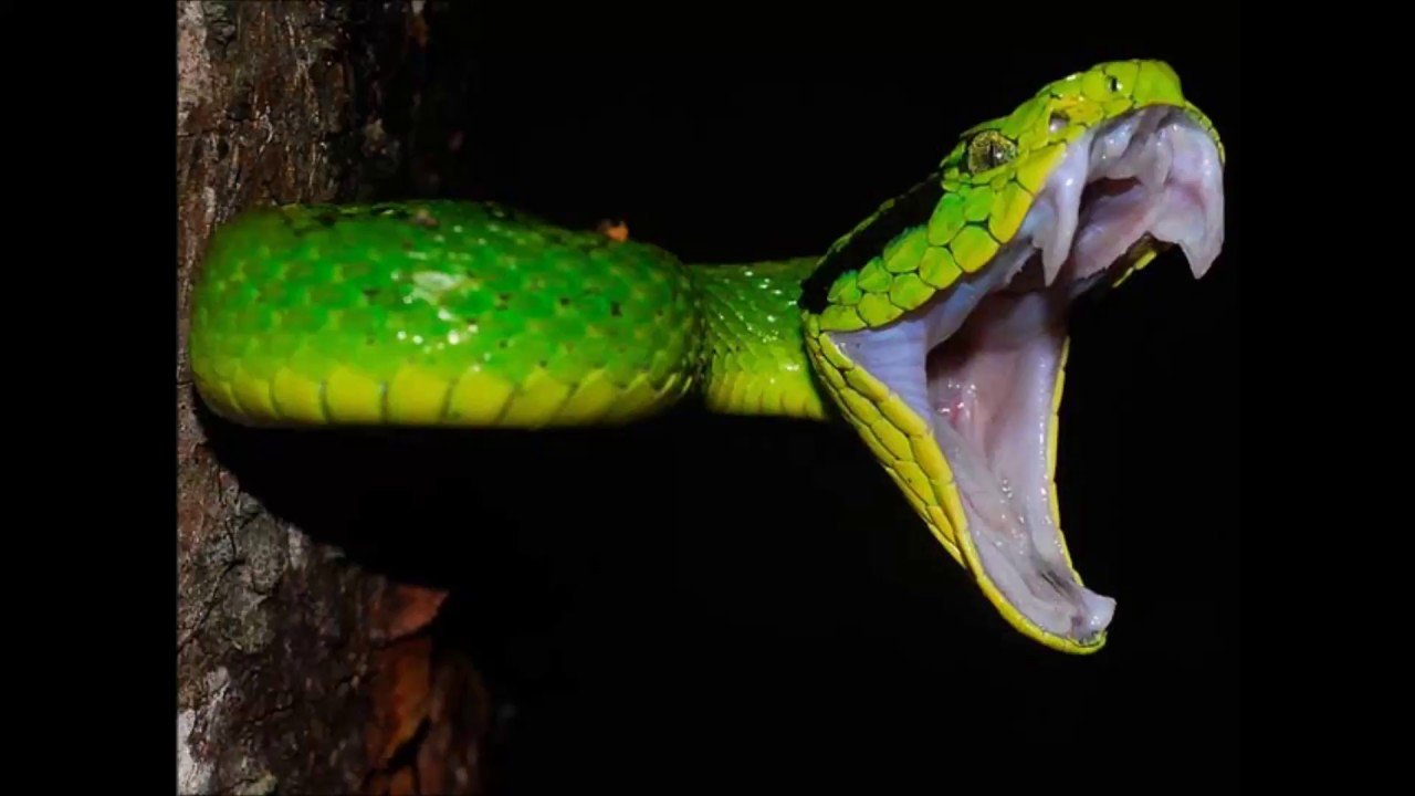 Как открыть змея геншин