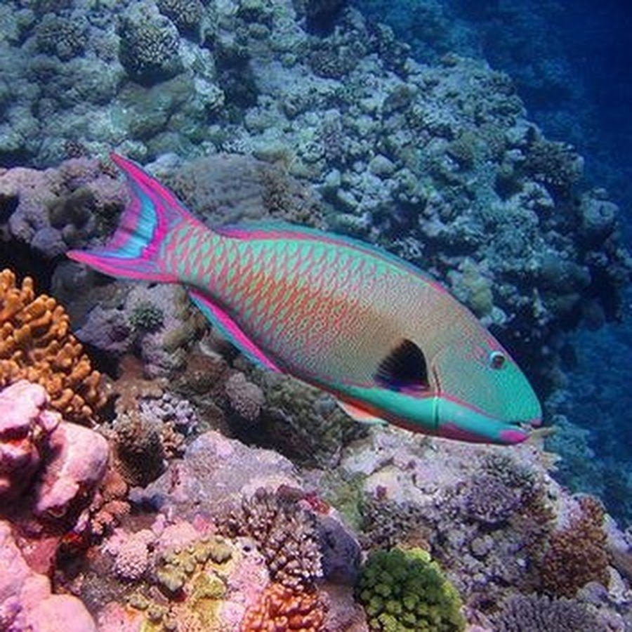 Cetoscarus ocellatus