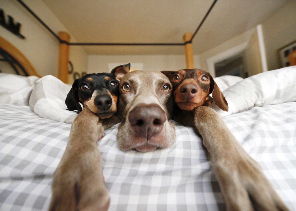 Собака целиком