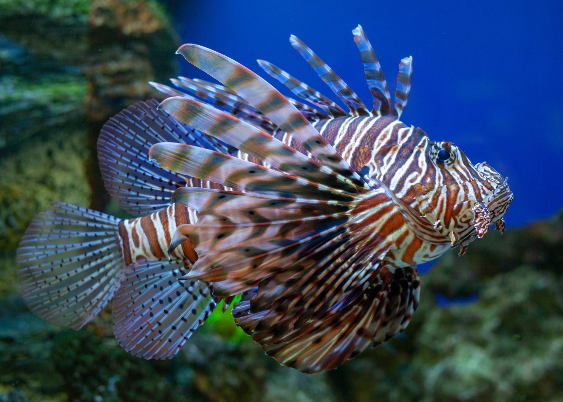 Тропические рыбки