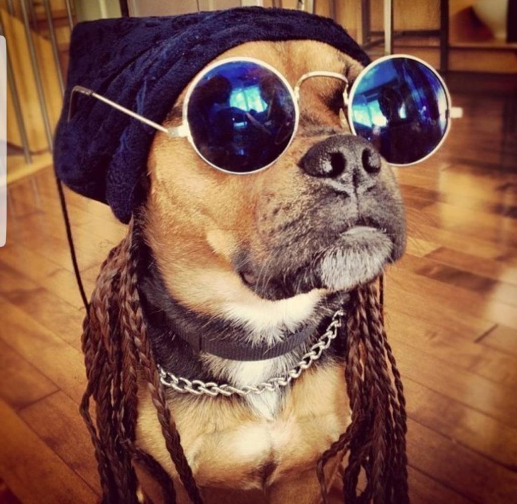 Смешные собачки