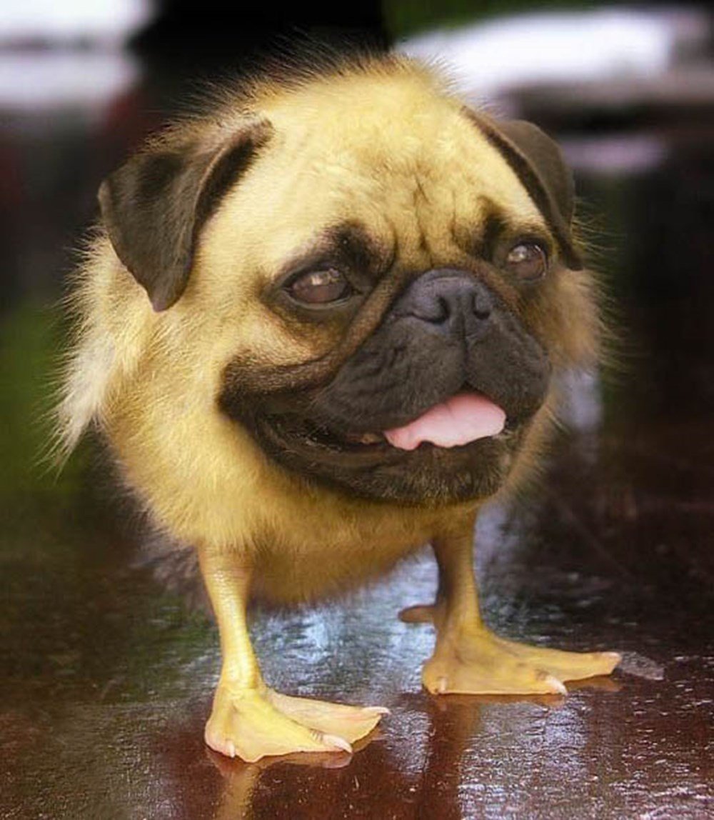 Хаски смешные