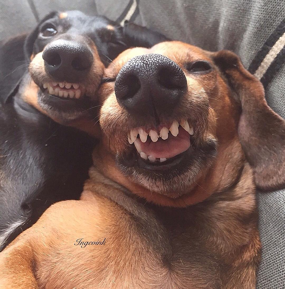 Сумасшедшая собака