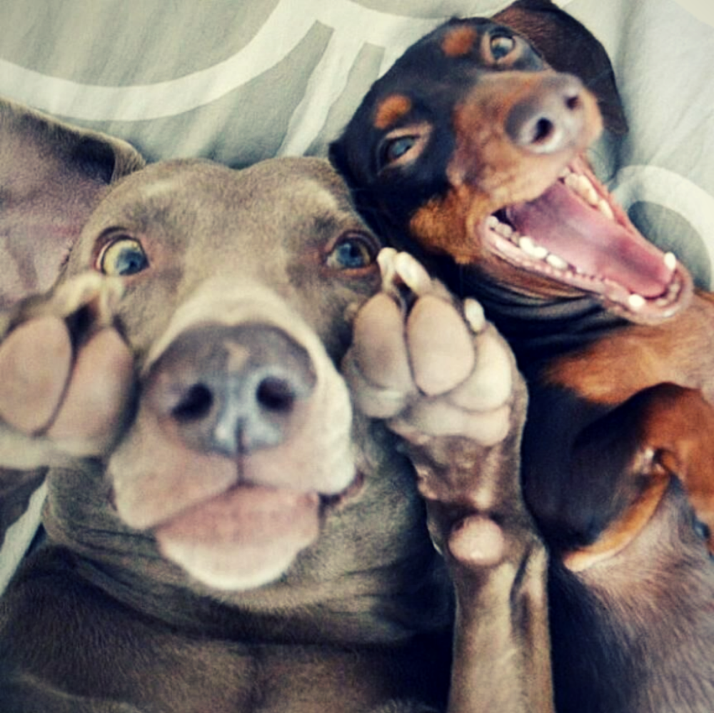 Собака смеется