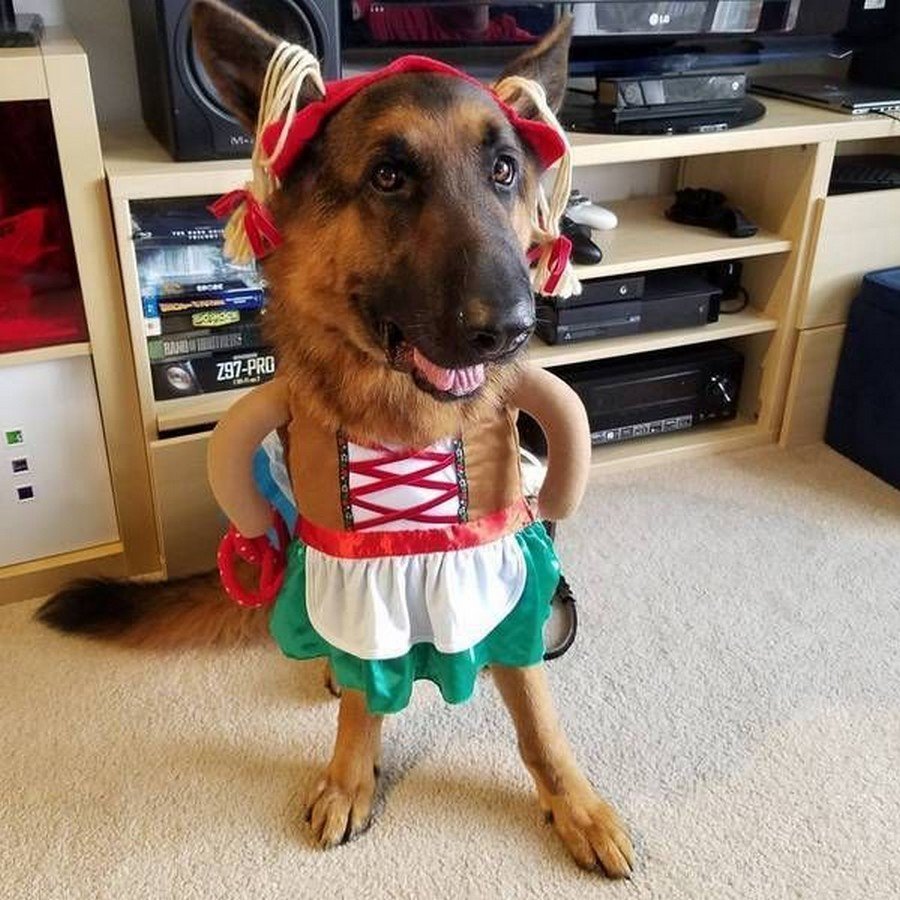 Собака в солнцезащитных очках