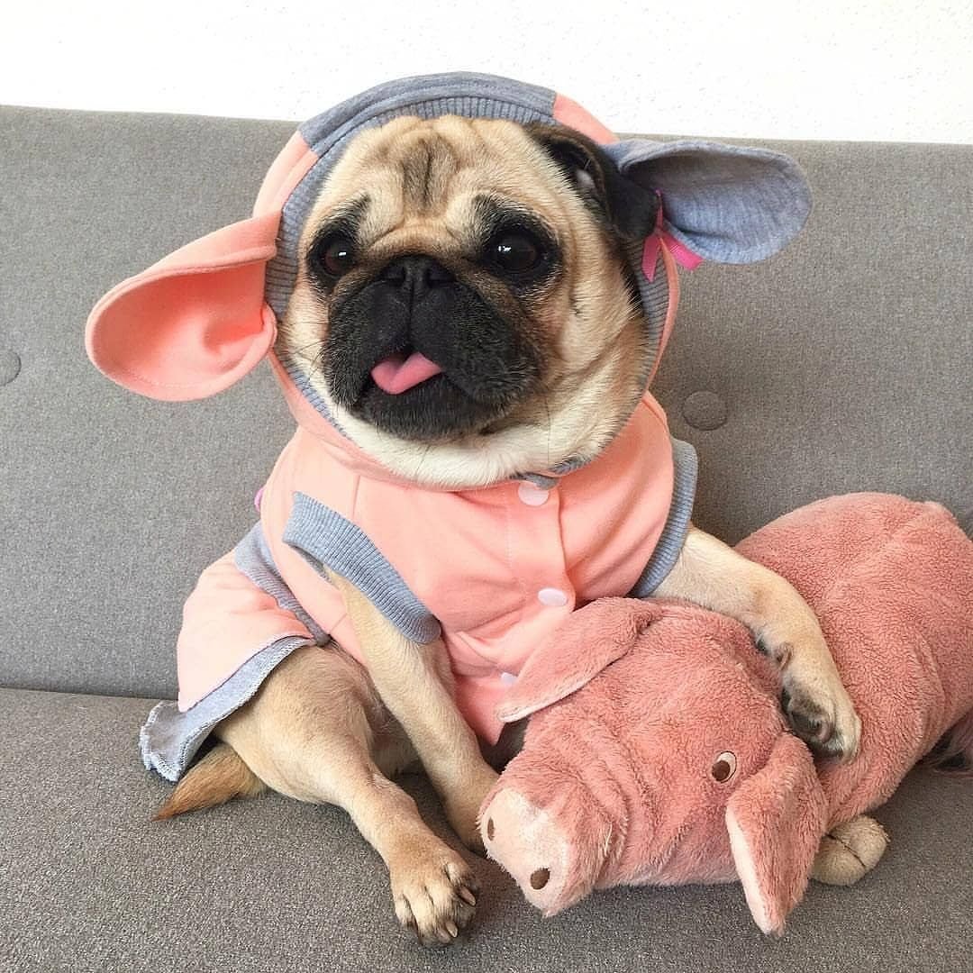 Собака в Балаклаве и с ножом