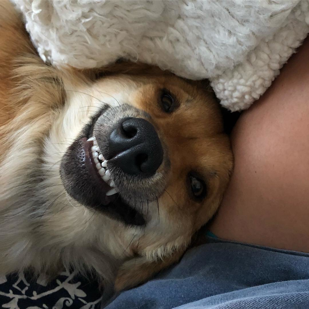 Смешные собаки