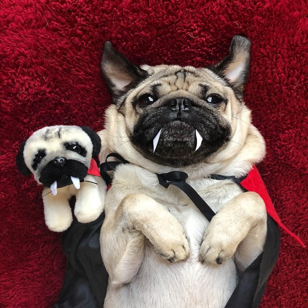 Хаски смешные