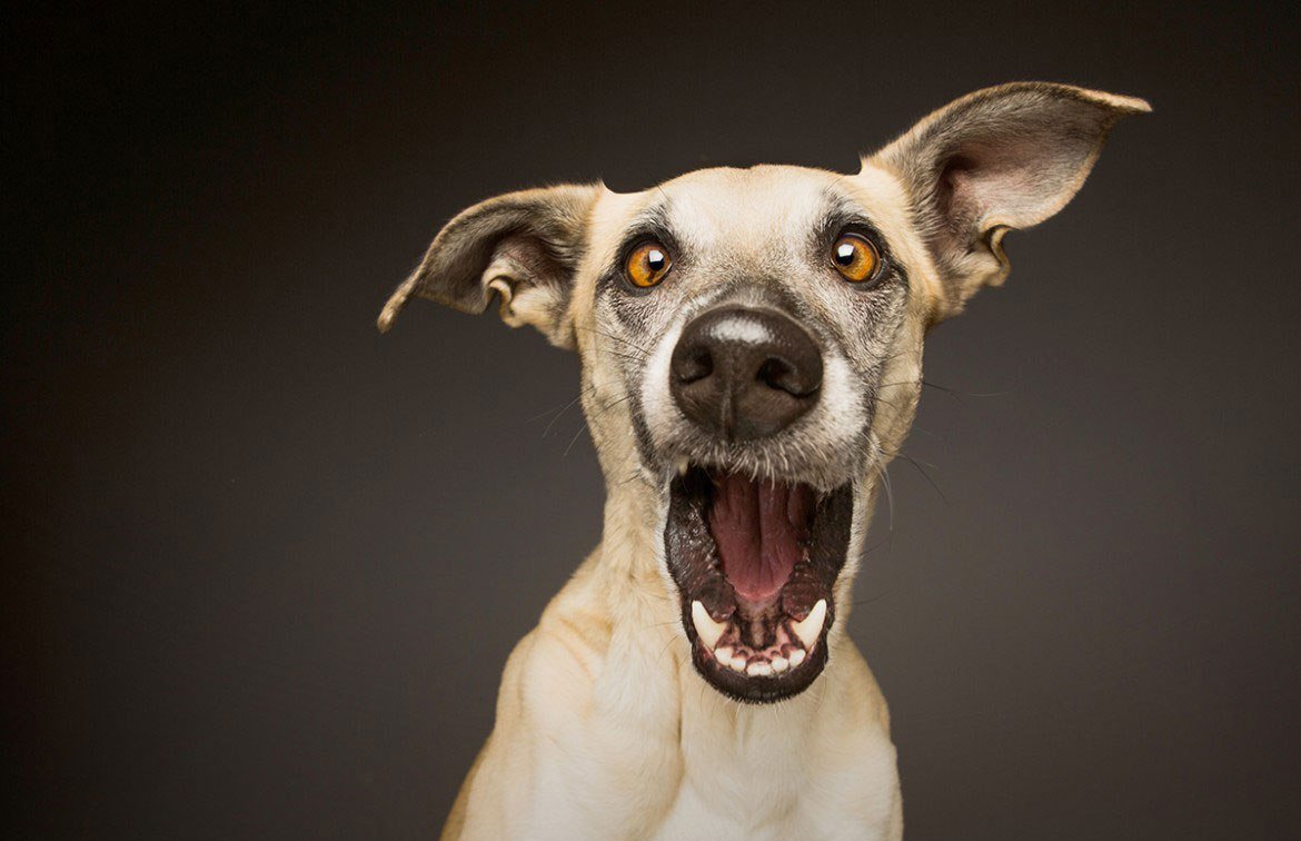 Угарные собаки