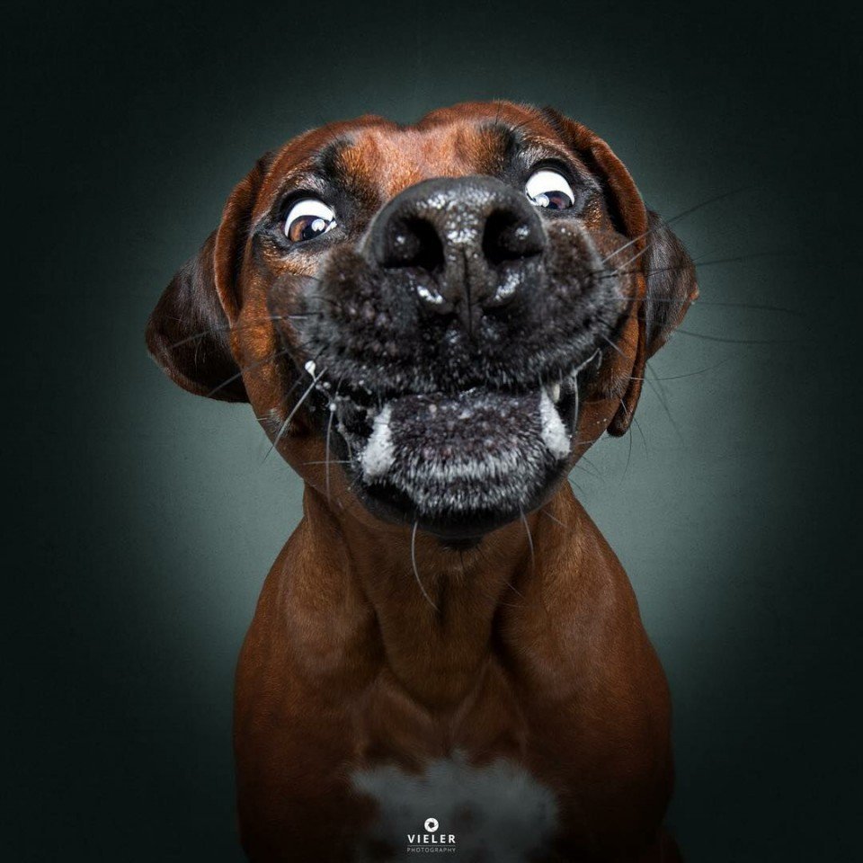 Прикольные морды