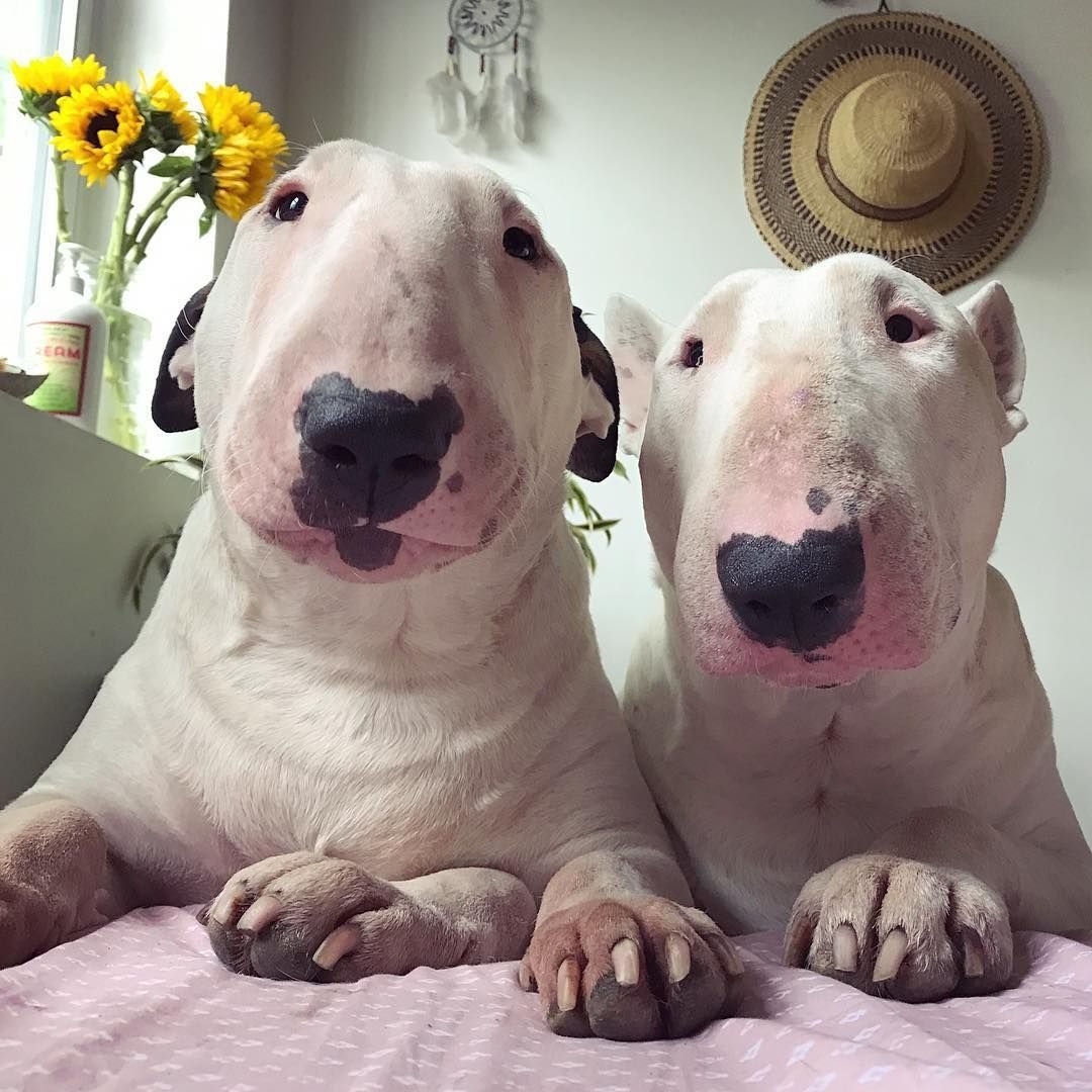 Беззубая Левретка Заппа