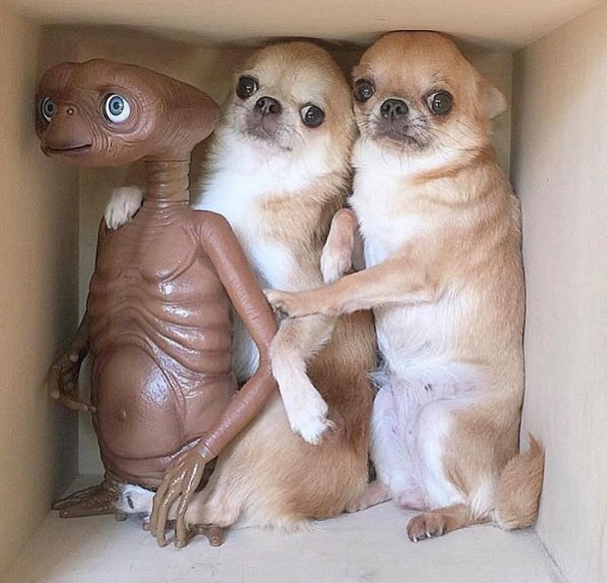 Прикольные Бультерьеры