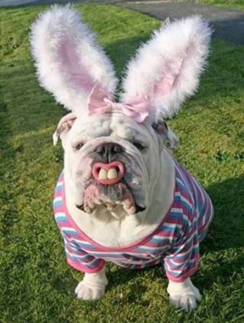 Животные приколы до слез