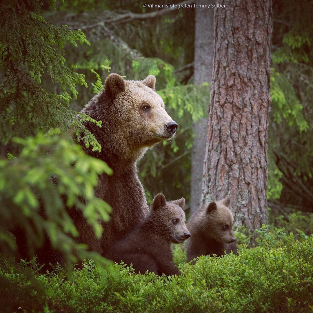 Два медведя дерутся