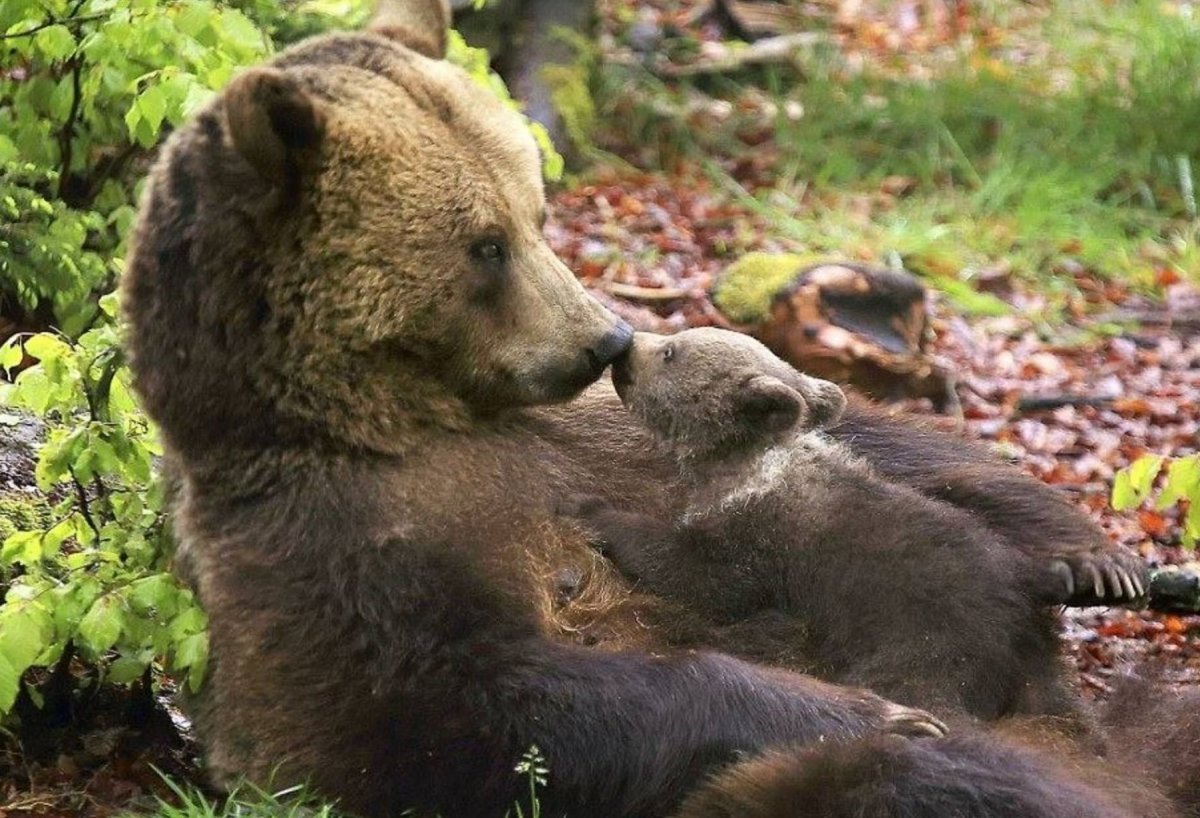 Медведица с медвежатами