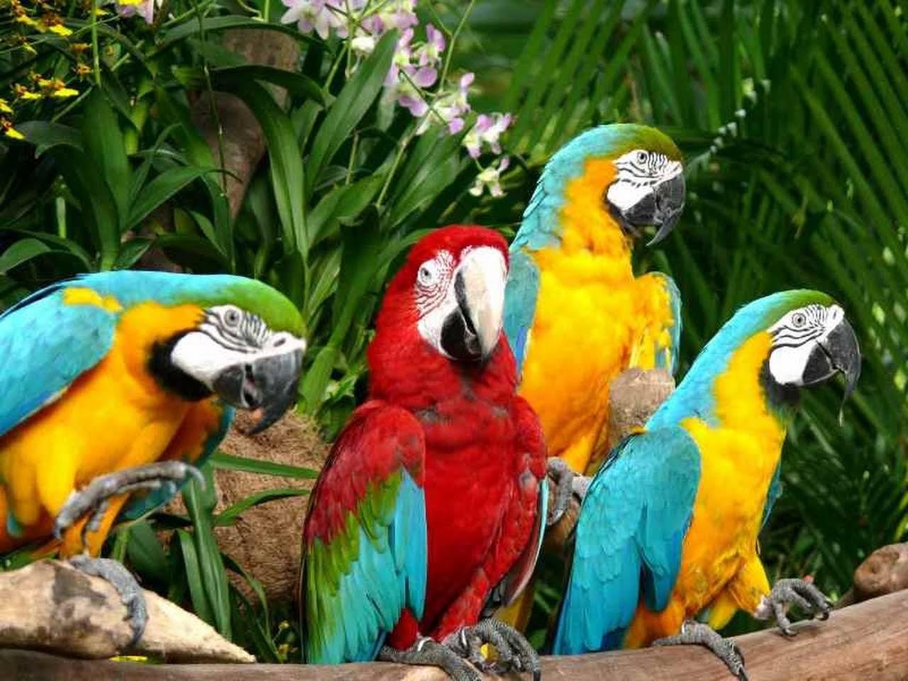 В зоопарке живут 5 видов попугаев. Птичий парк Джуронг. Парк птиц Хайнань. Парк птиц в Джуронге. Попугаи Тайланда.