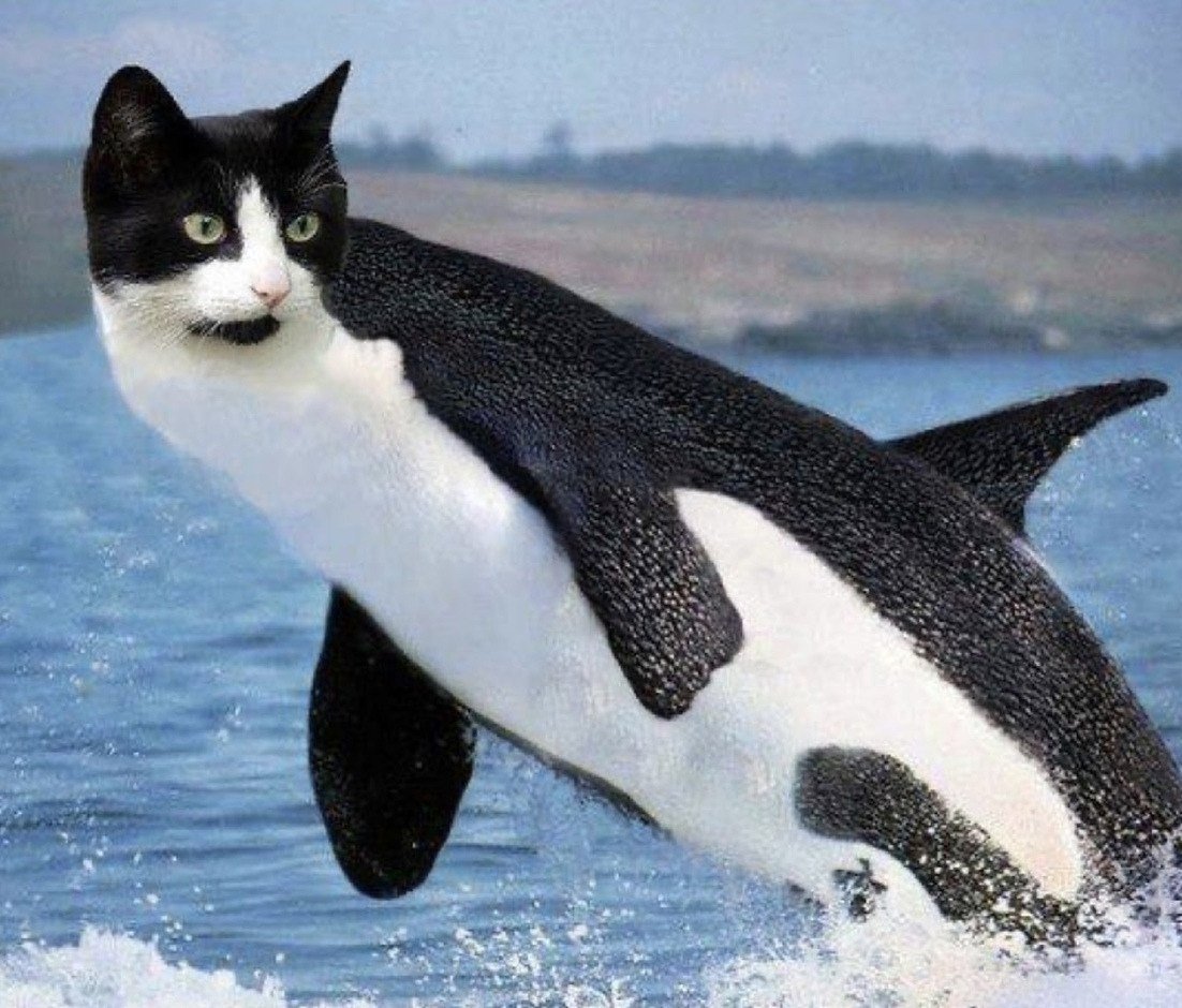 Касатка и акула