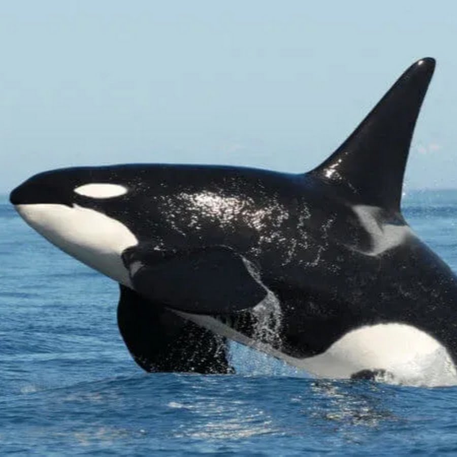 Дельфины, касатки, киты млекопитающие?