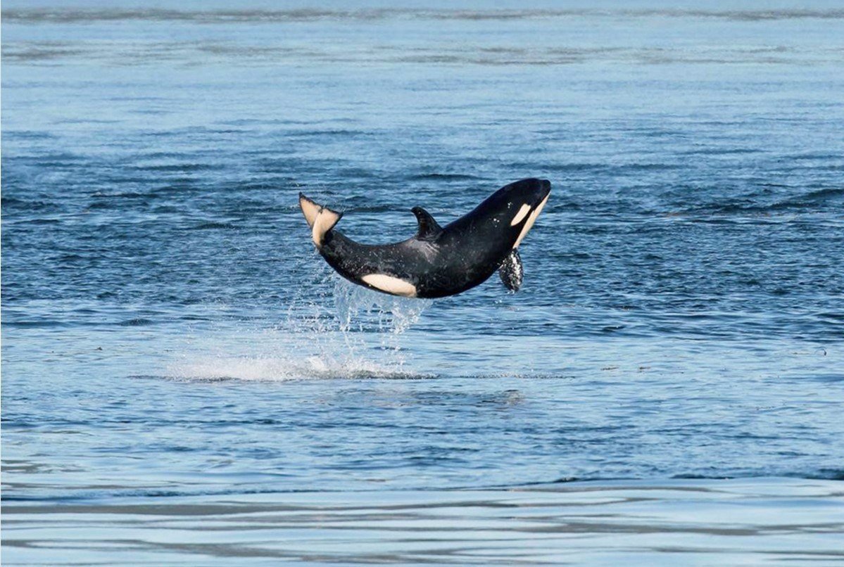 Тиликум Касатка убийца