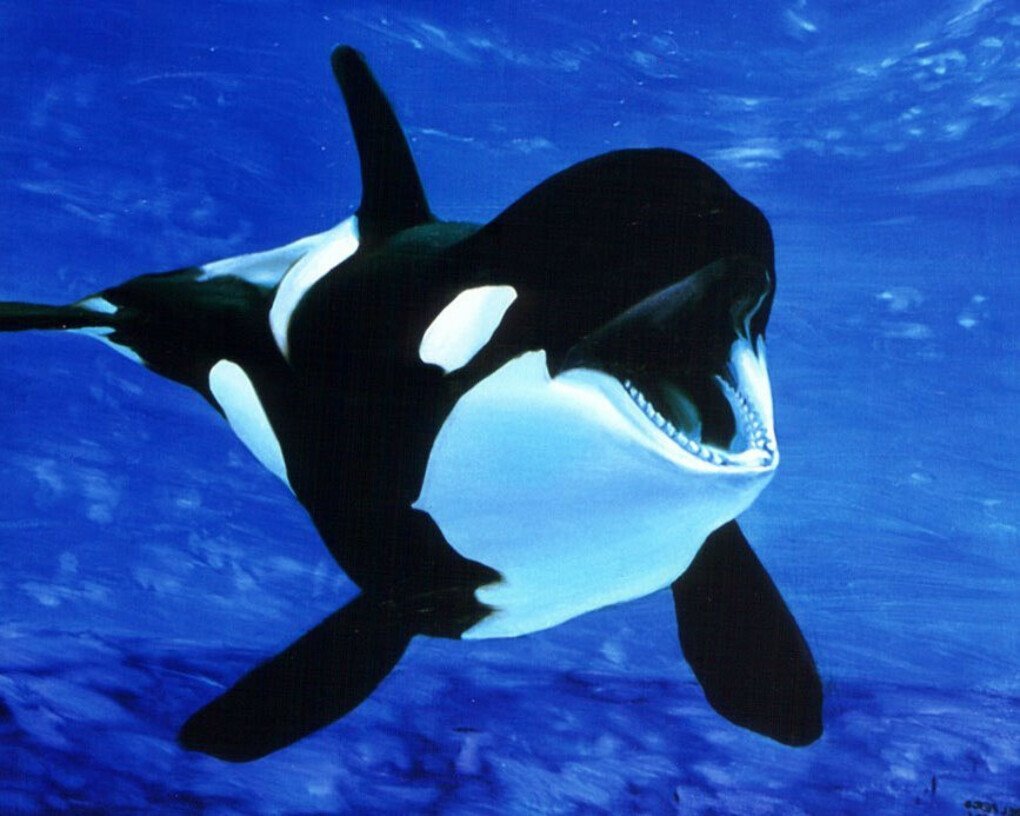 Кит Касатка и человек