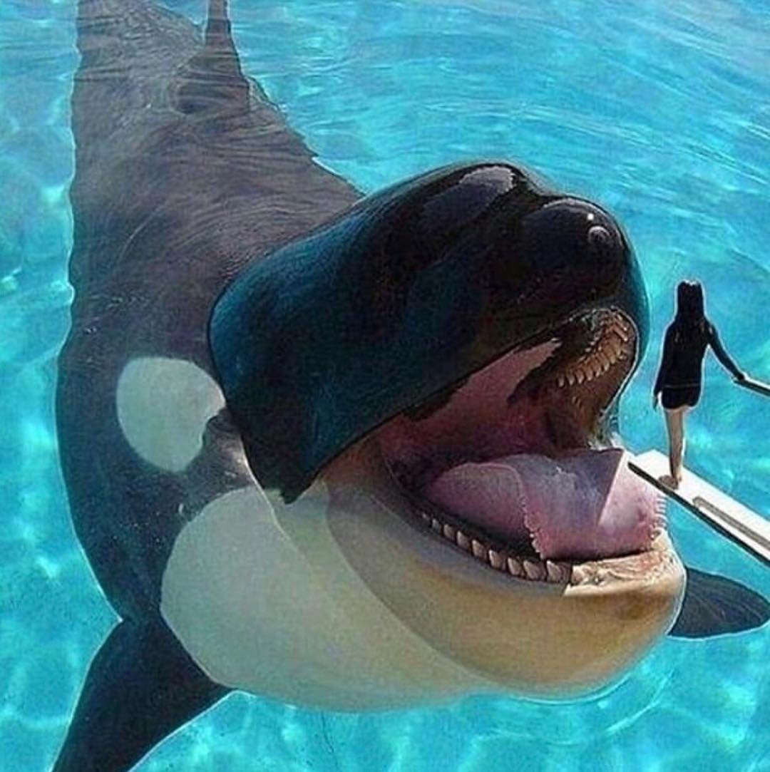 Касатка арты