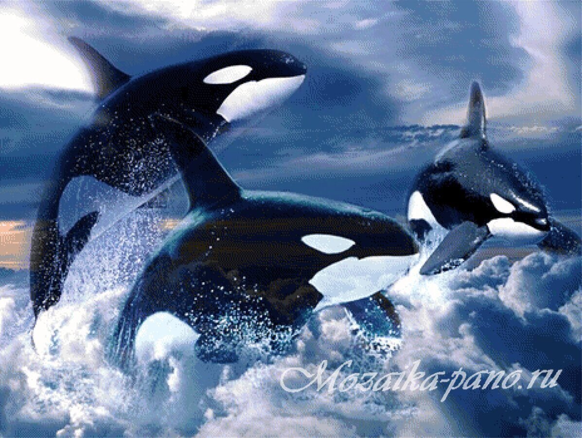 Стая касаток