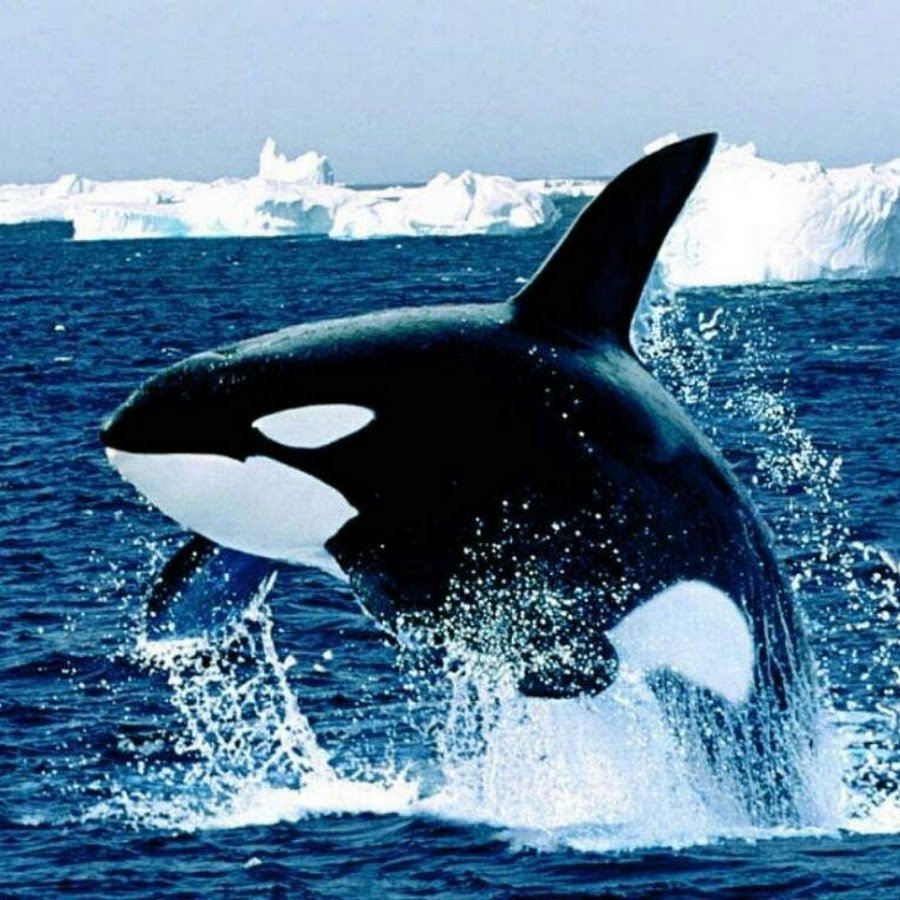 Освободите Вилли Кейко