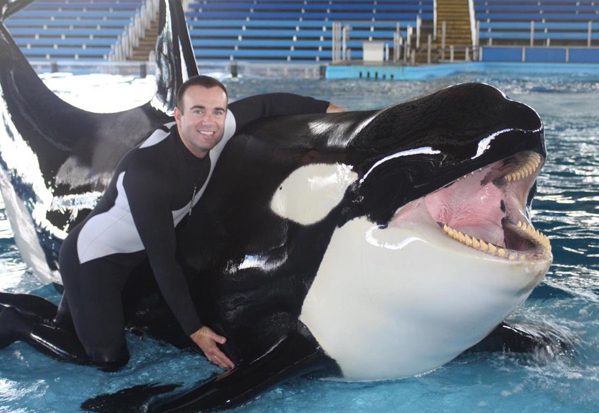 Касатка рыба