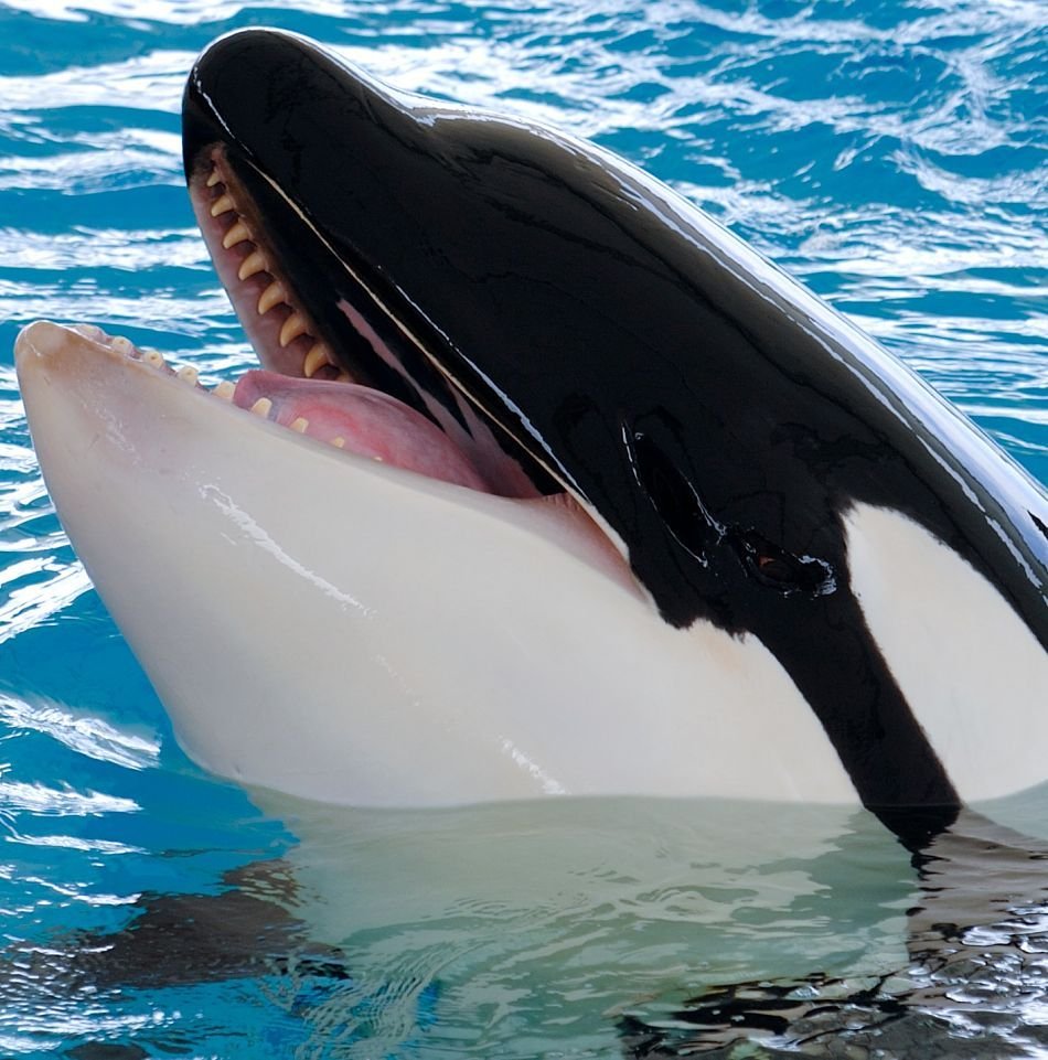Orca Касатка