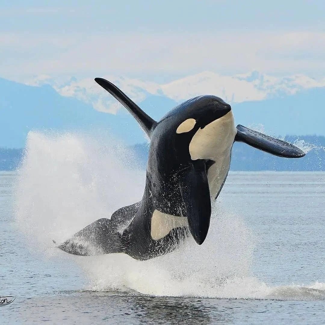 Касатка красная книга