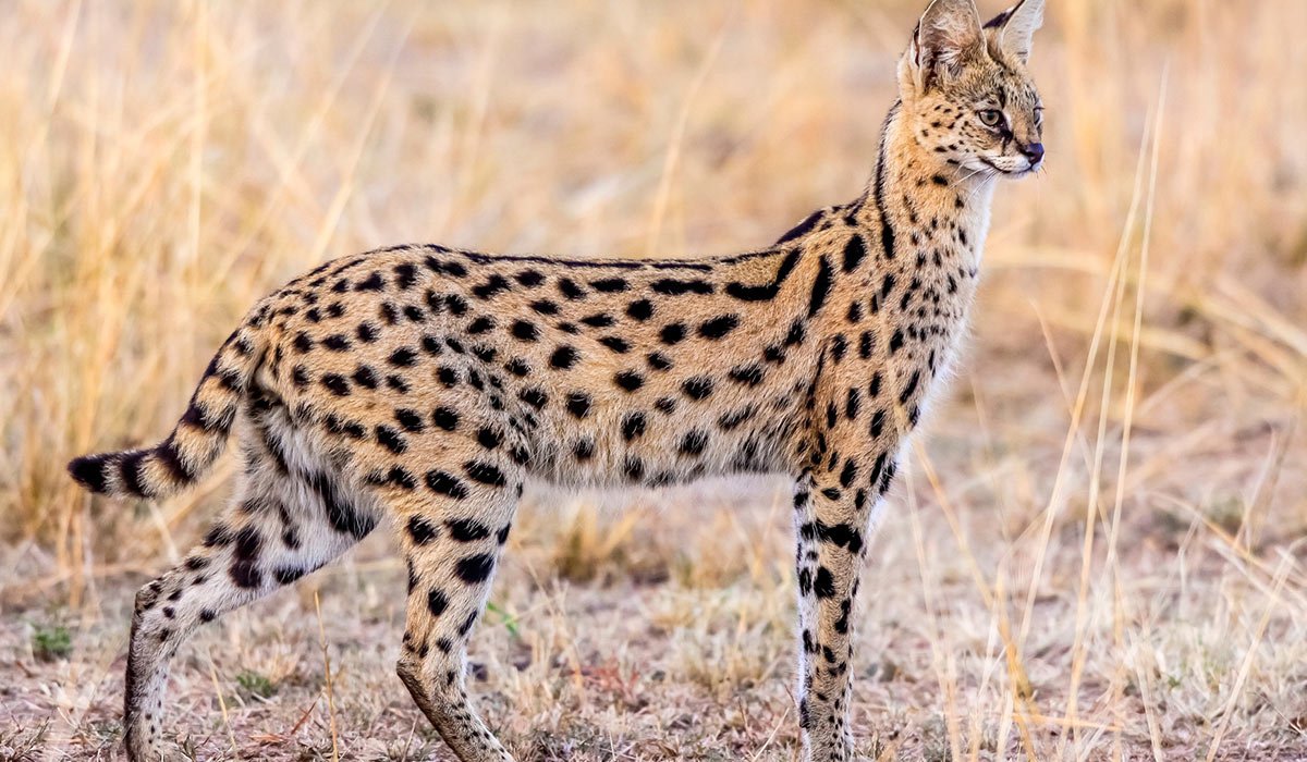 Африканский кот сервал