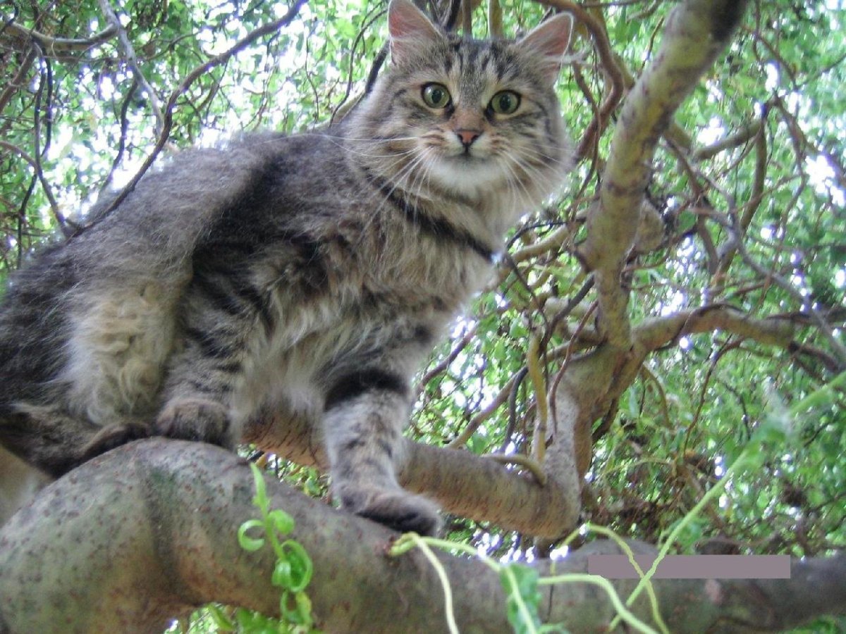 Сибирская оборигентская порода кошек