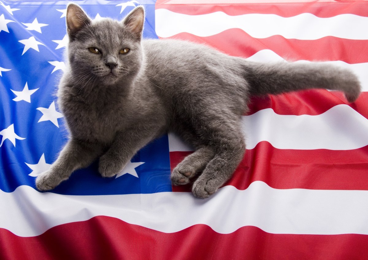 Кот с британским флагом