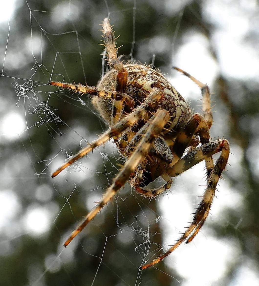 Каракурт Тарантул