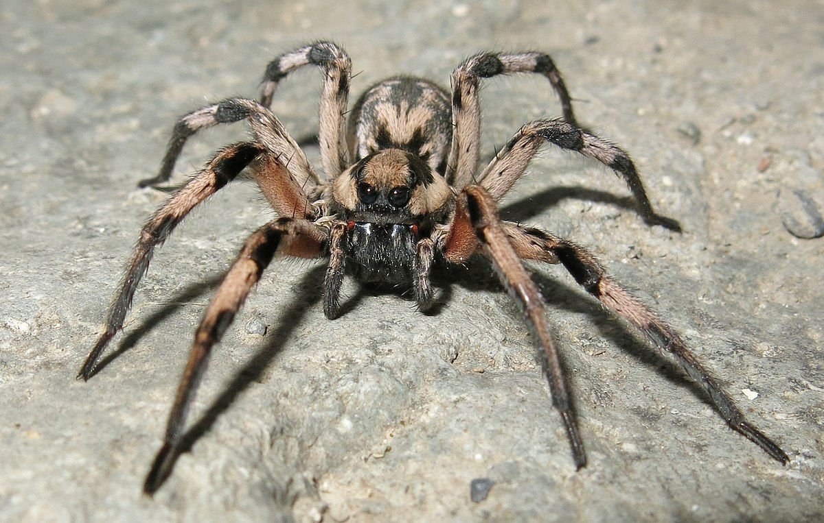 Lycosa aragogi паук