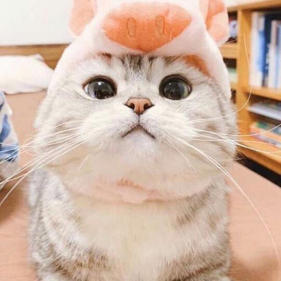 Милые пикчи с котиками