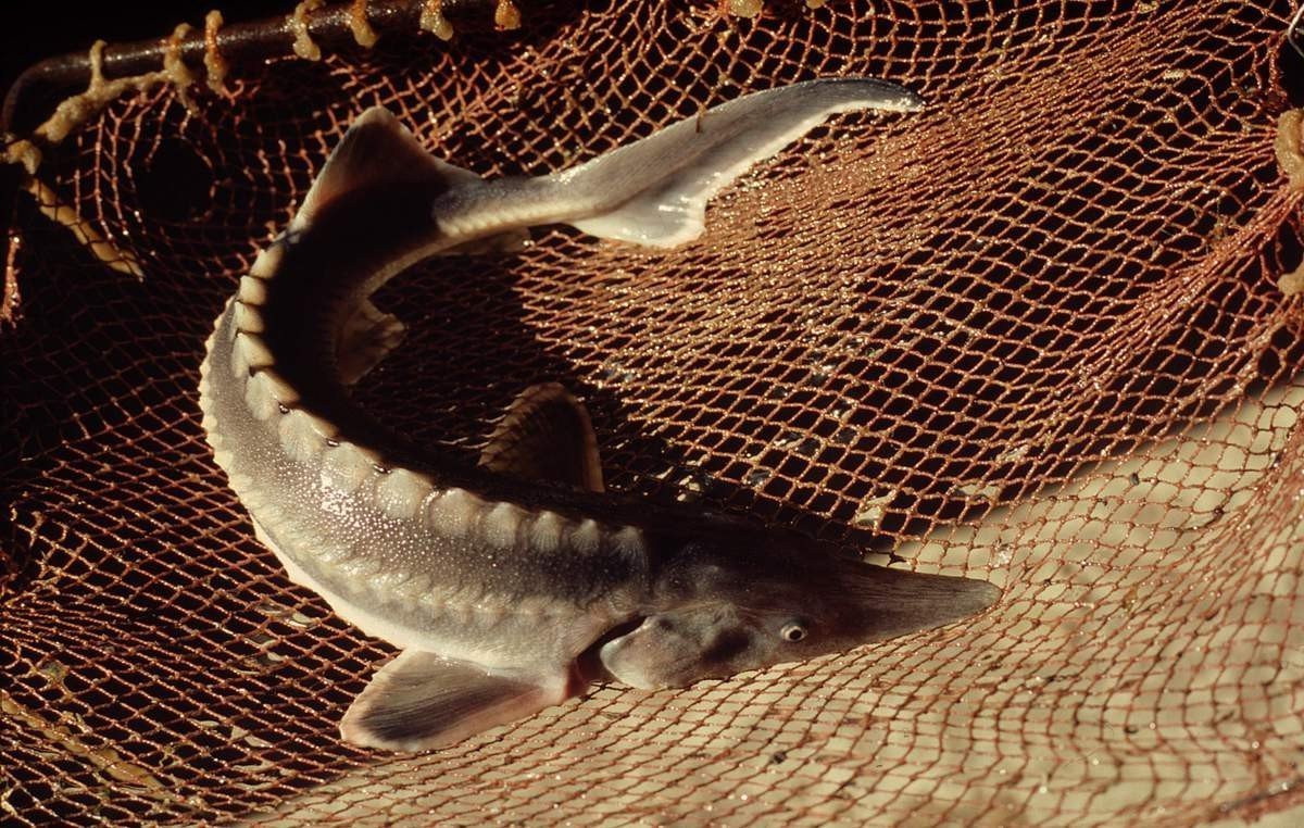 Русский осетр (Acipenser gueldenstaedtii)