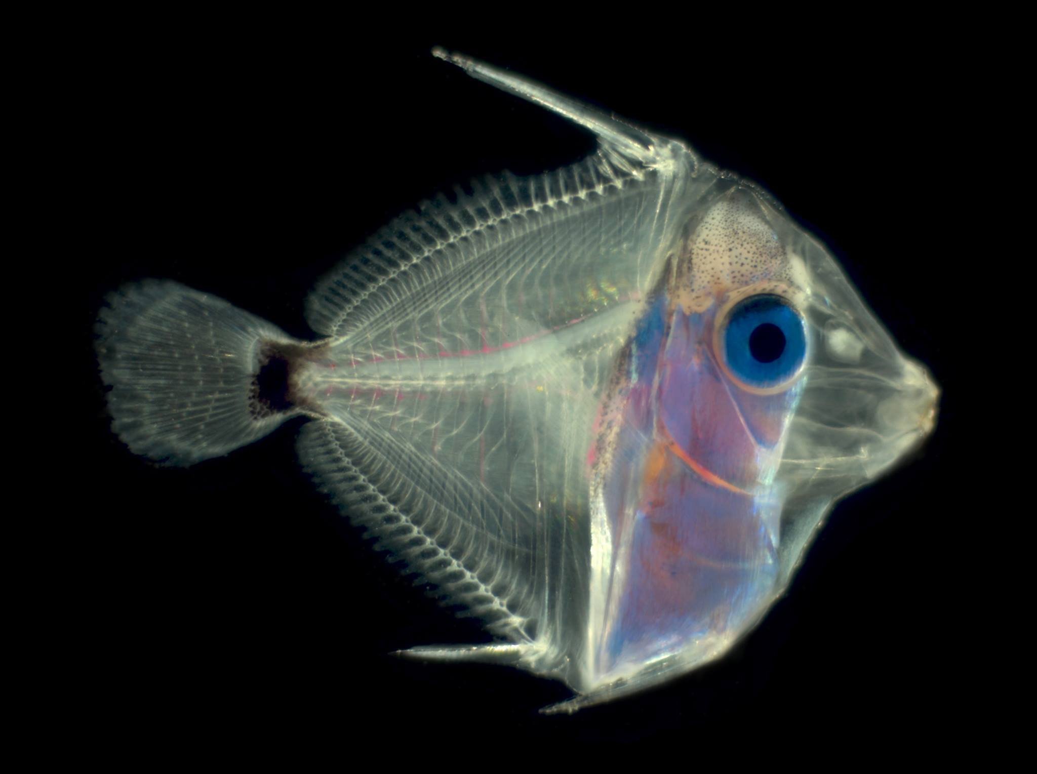 Снится прозрачная рыба. Paracanthurus hepatus. Стеклянный окунь аквариумная рыбка. Стеклянный сомик аквариумная рыбка. Стеклянный окунь малек.