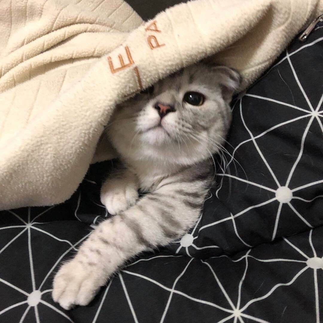 Много котов