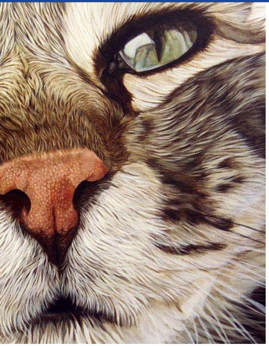 Котики смешные милые