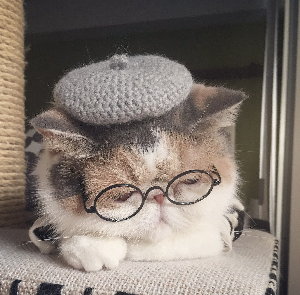 Милый котик в очках