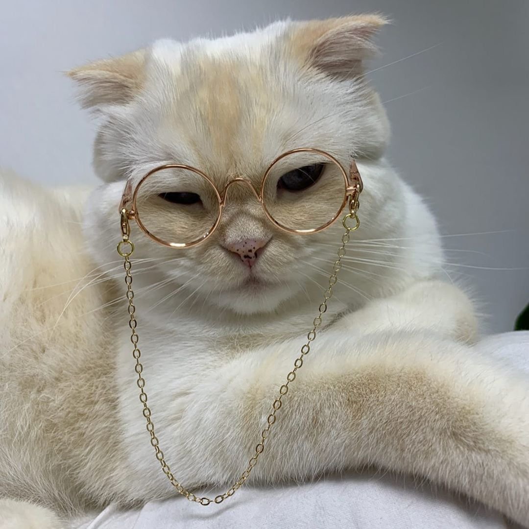 Милые животные фон