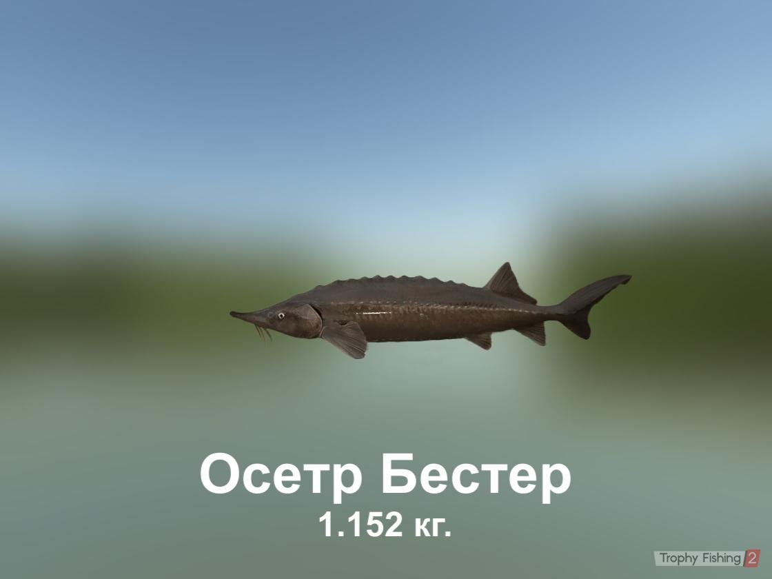 Бестер тушка