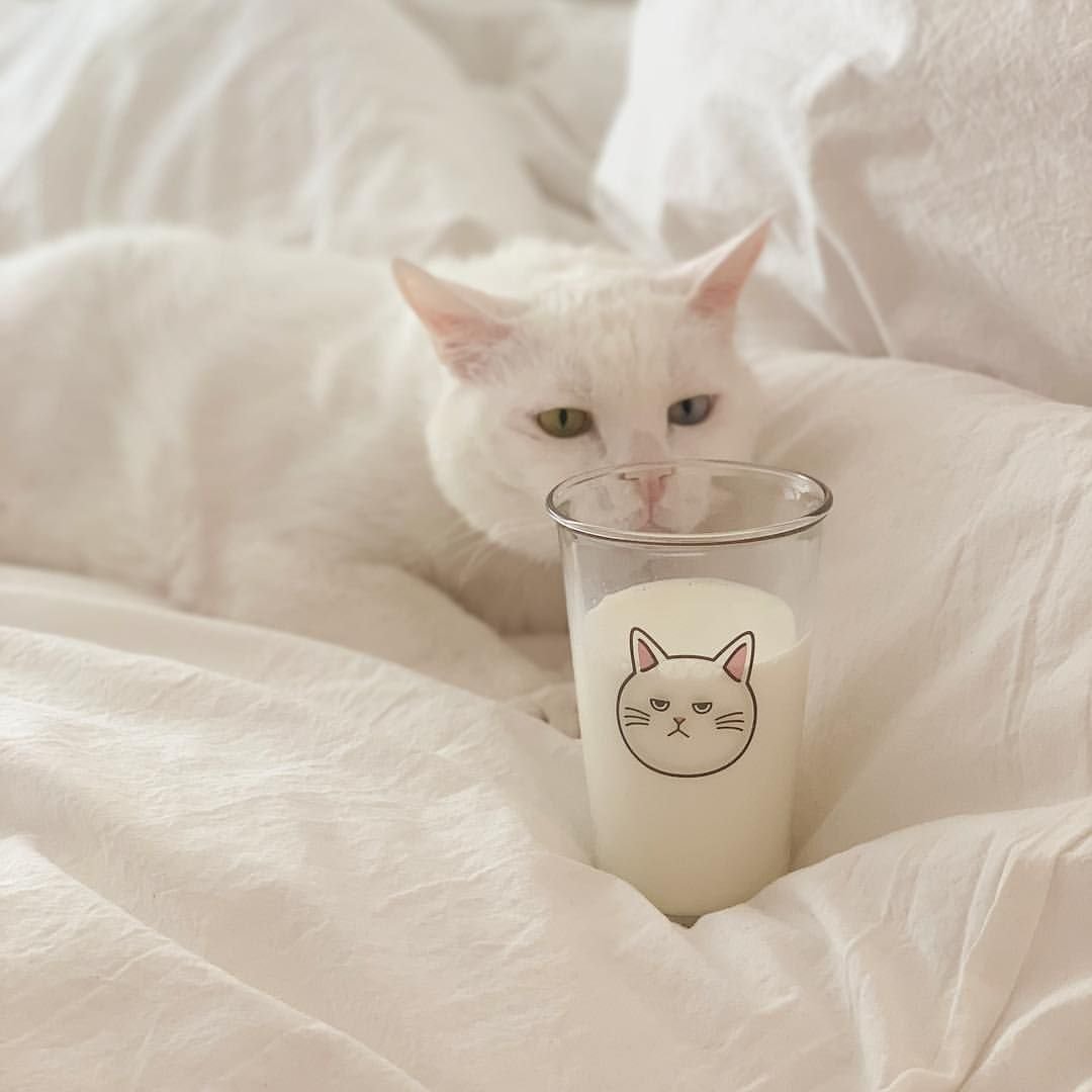 Шапочка котика