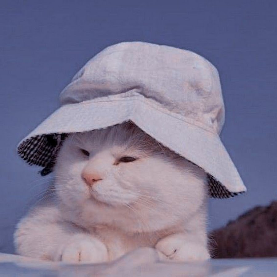 Кот в панамке