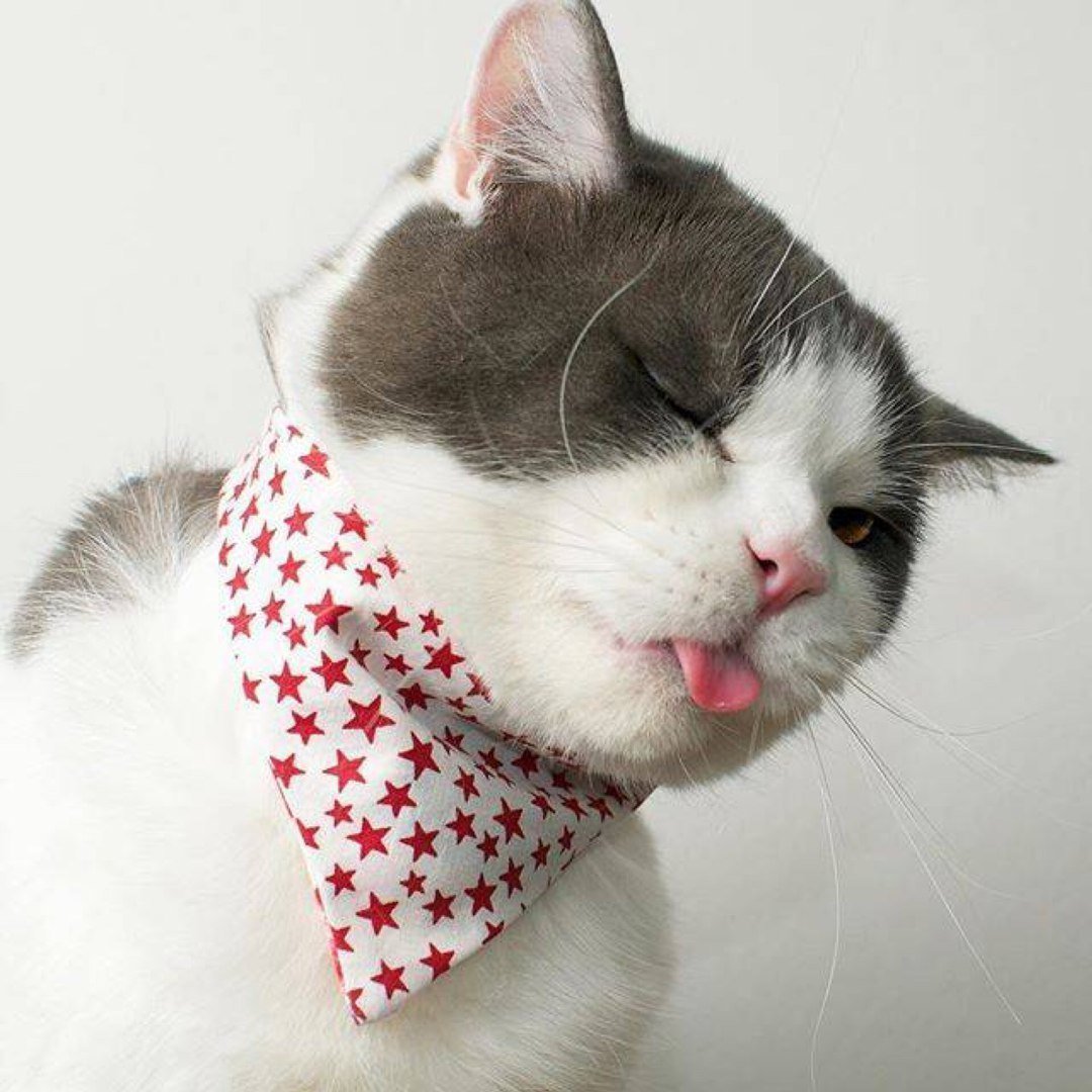 Котик в костюме единорога