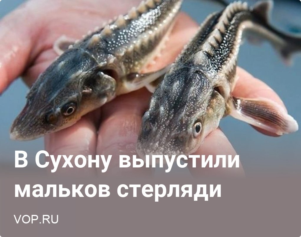 Осетр рыба малек