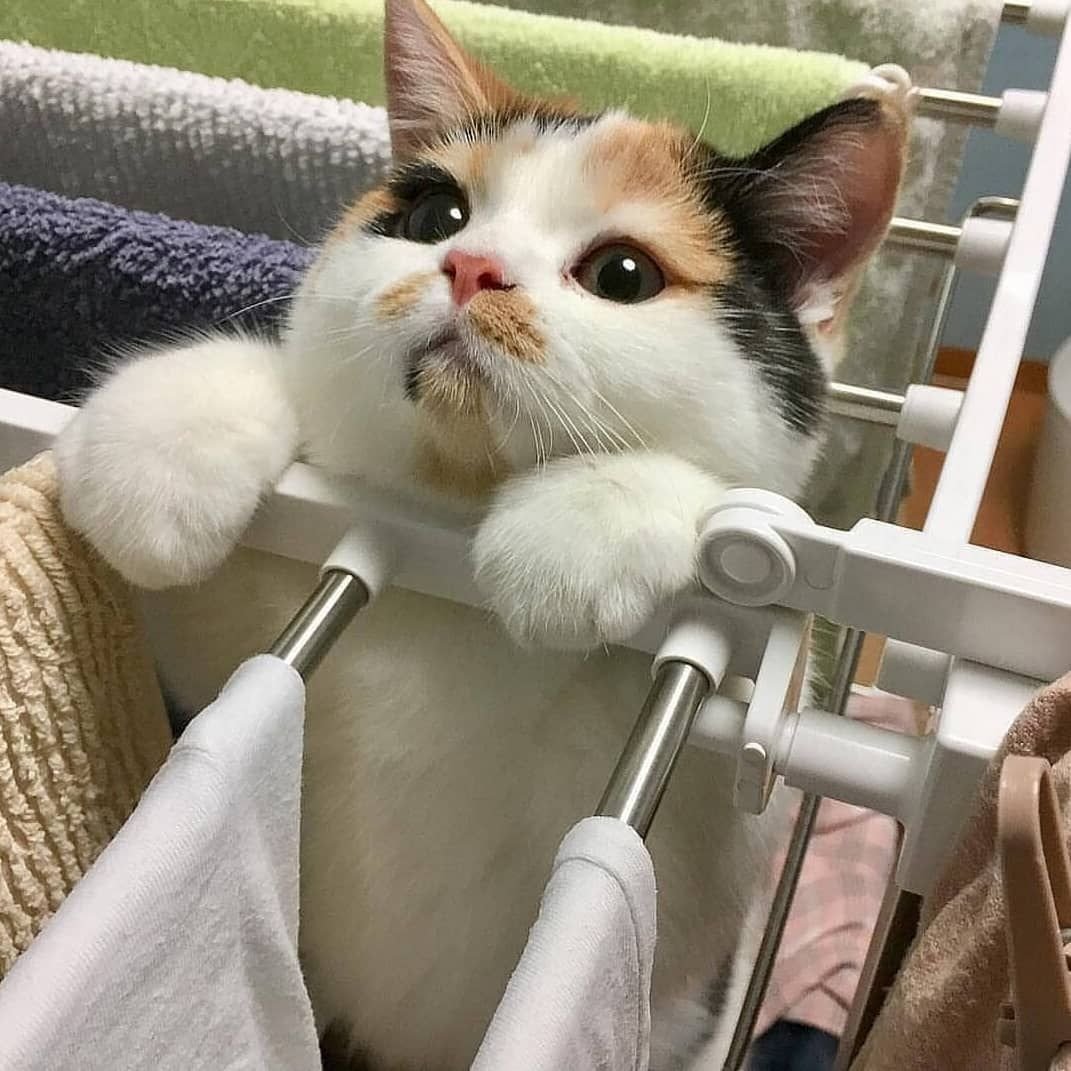 Кот Эстетика