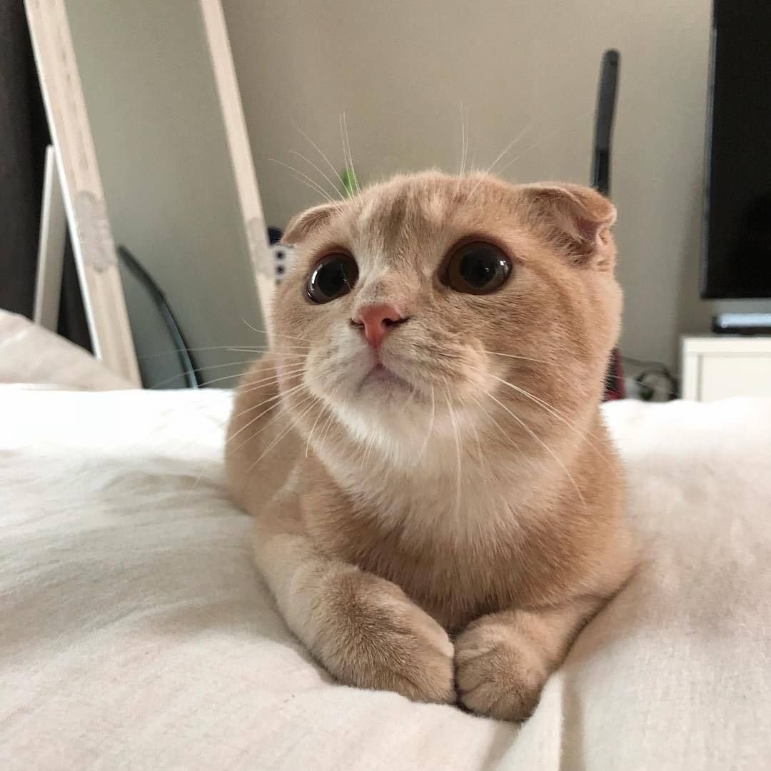 Эстетика смешных кошек