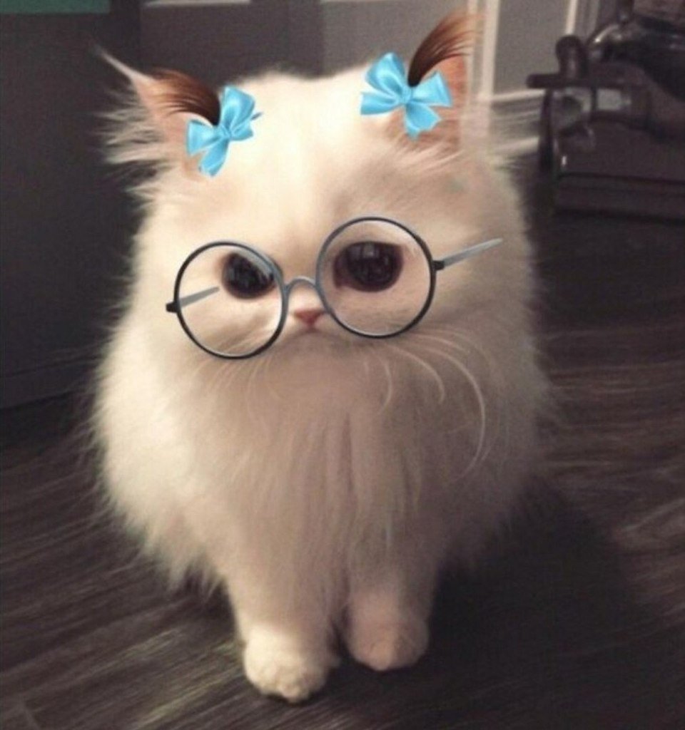 Много котиков